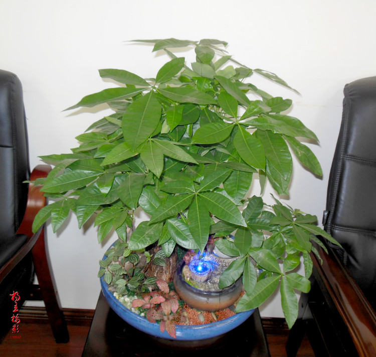 雙拼發(fā)財(cái)樹(shù)盆景